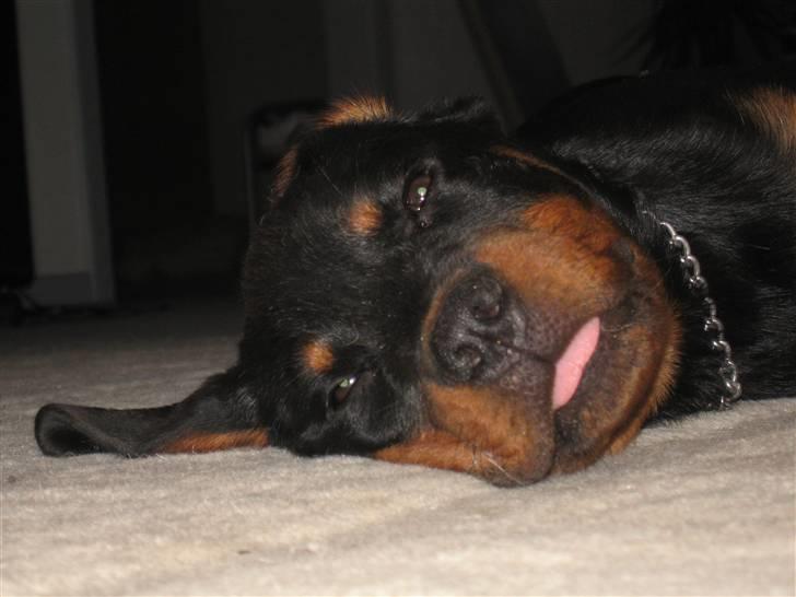 Rottweiler Spike billede 6
