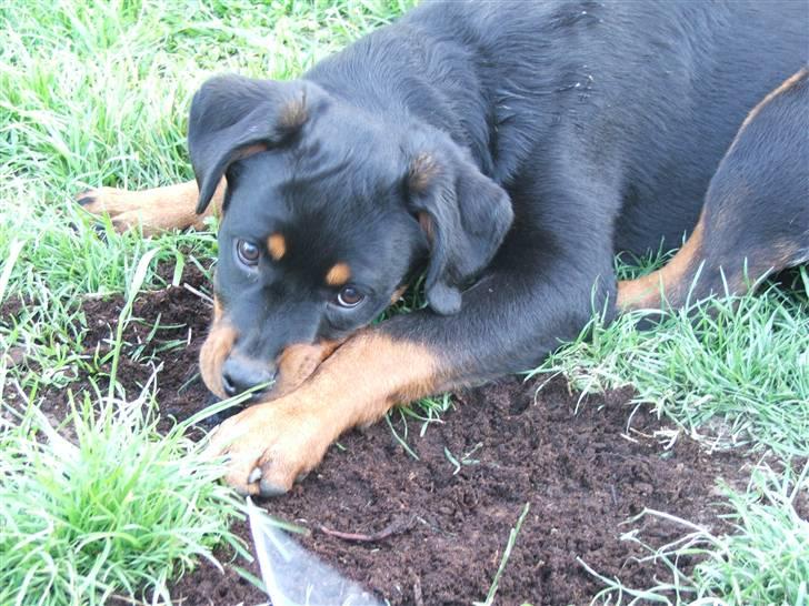 Rottweiler Radeau Pixi billede 10