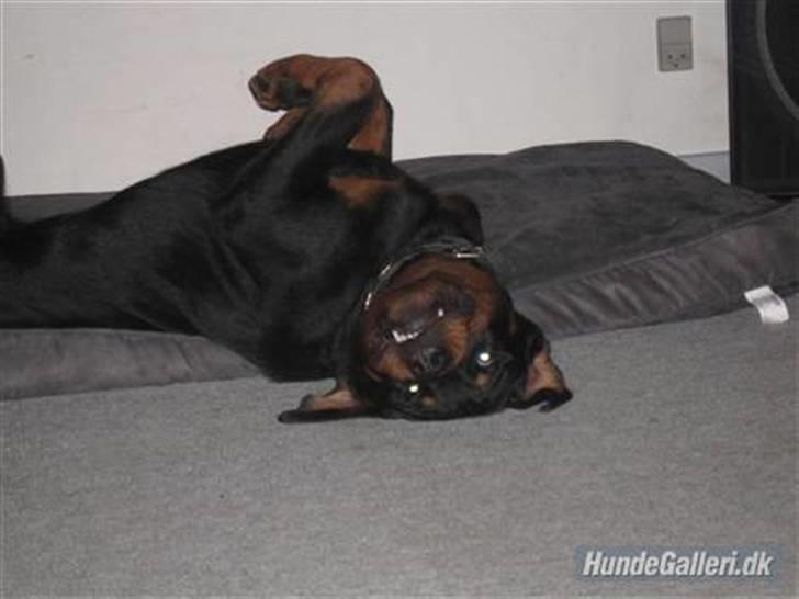 Rottweiler Spike - "jeg ligger da helt normalt"    :0) billede 7