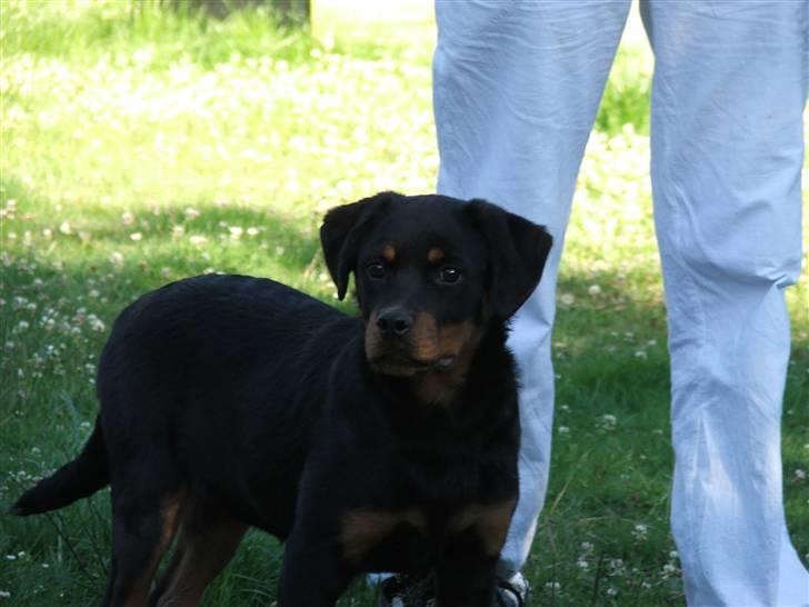 Rottweiler Radeau Pixi billede 11