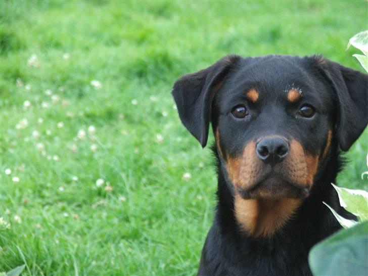 Rottweiler Radeau Pixi billede 12