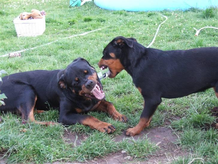 Rottweiler Radeau Pixi billede 13