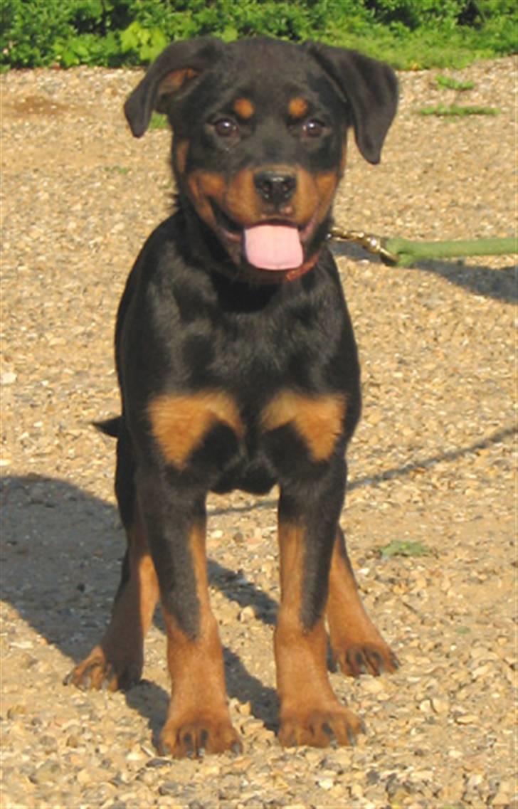 Rottweiler Radeau Pixi billede 14