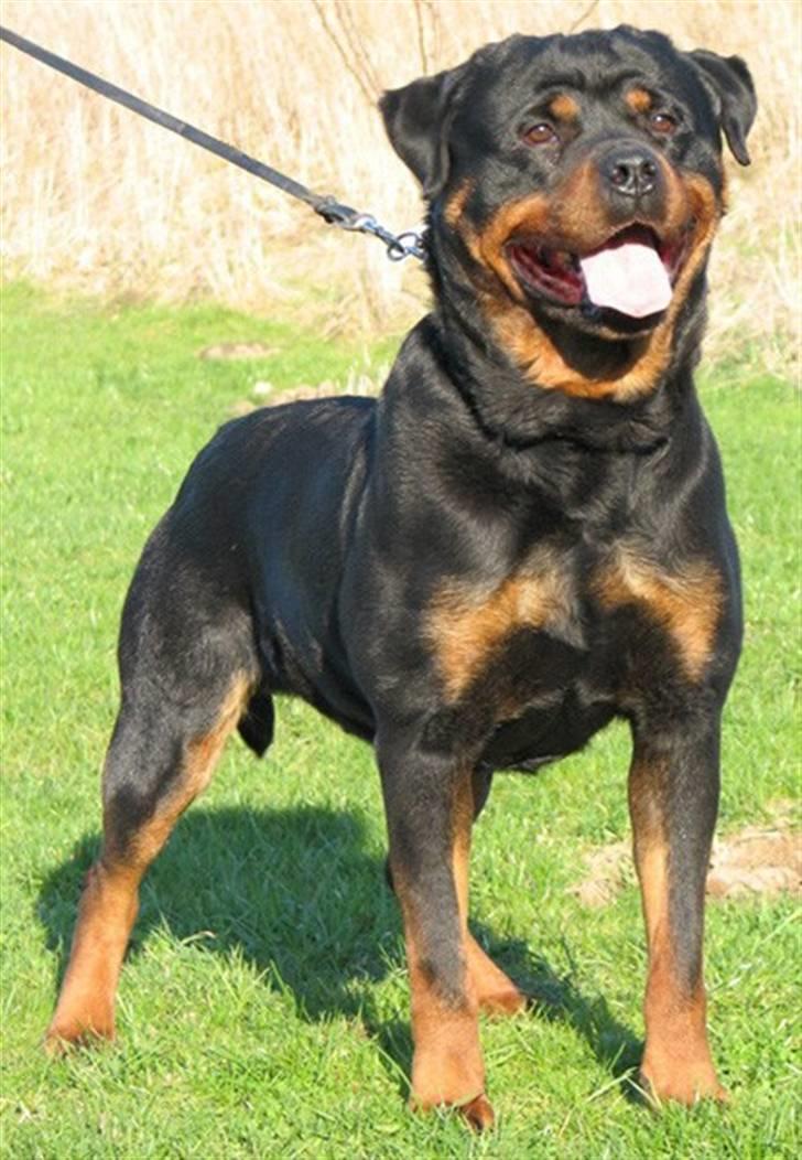Rottweiler Radeau Pixi - Far:Radeau Gonzo billede 15