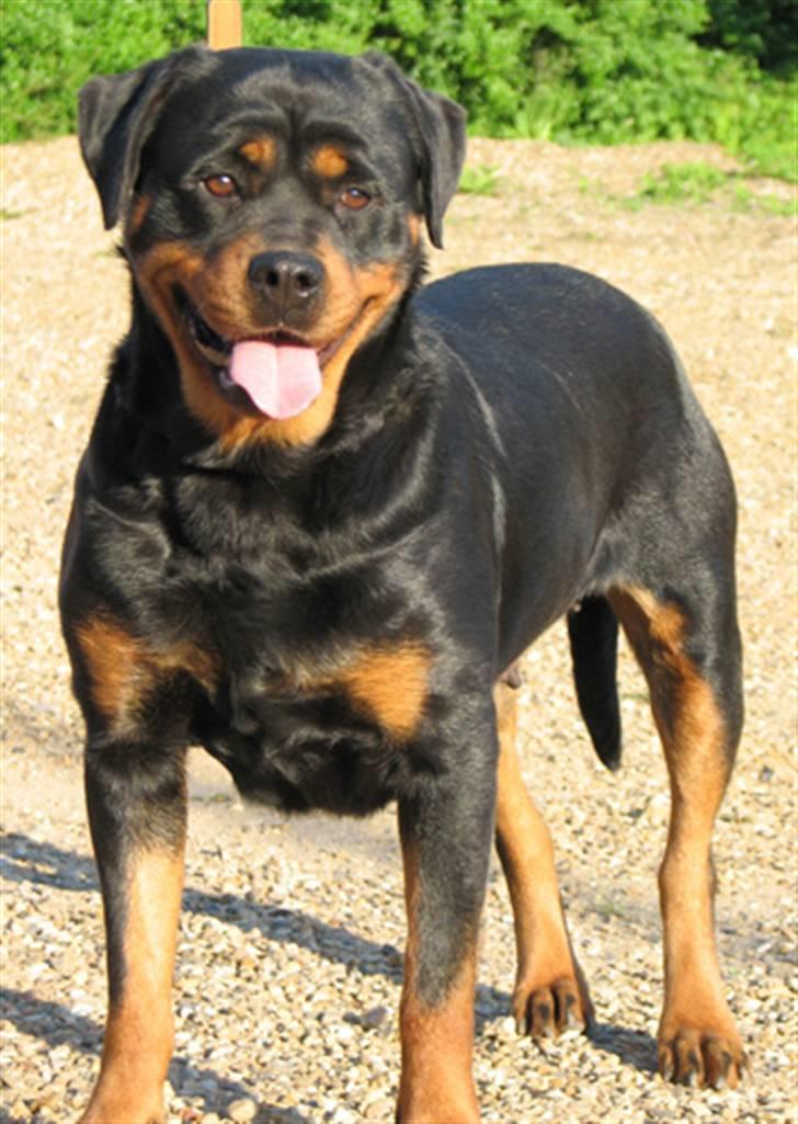 Rottweiler Radeau Pixi - Mor:Troya billede 16