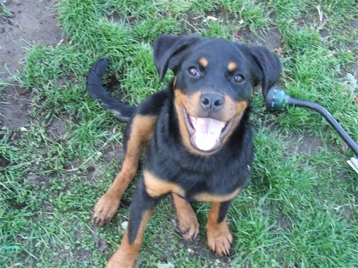 Rottweiler Radeau Pixi billede 17