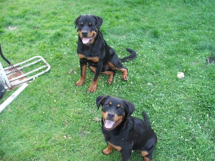 Rottweiler Radeau Pixi billede 18