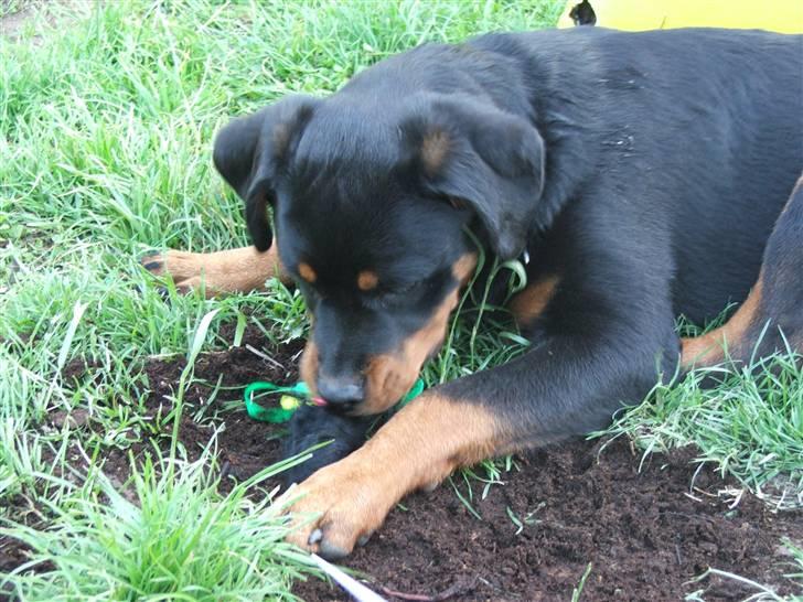 Rottweiler Radeau Pixi billede 19