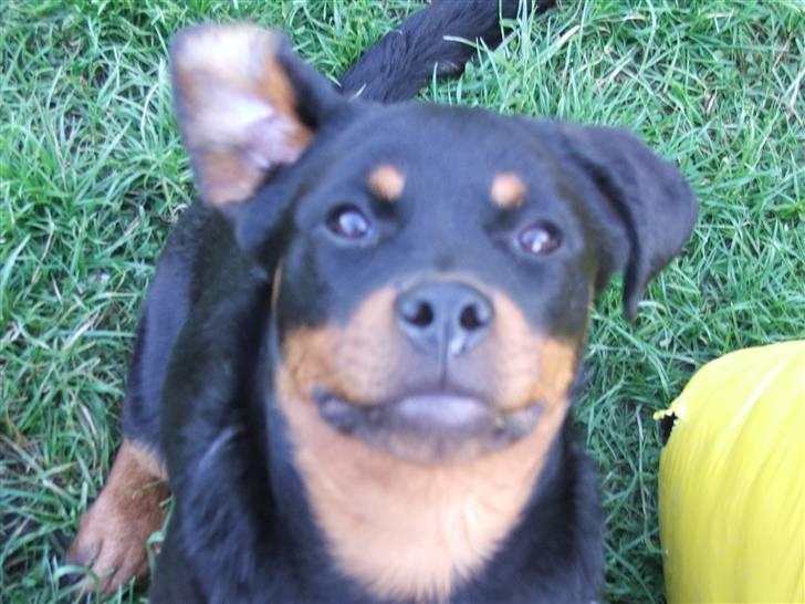 Rottweiler Radeau Pixi billede 20