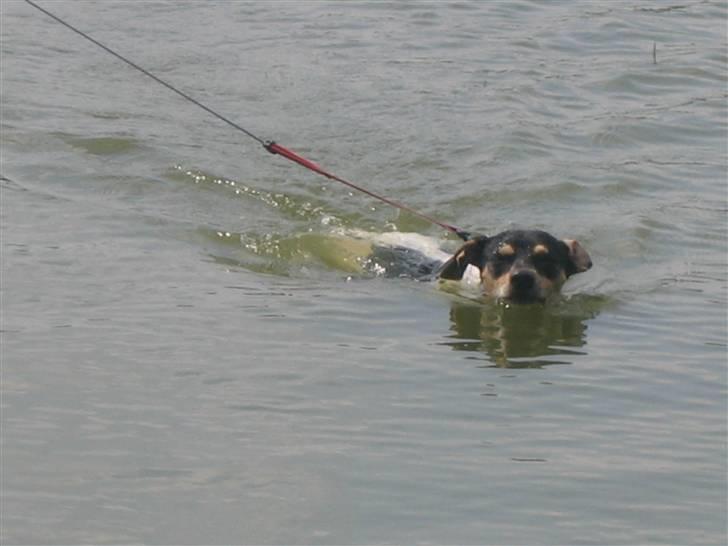 Dansk svensk gaardhund Rasmine *DØD* billede 20