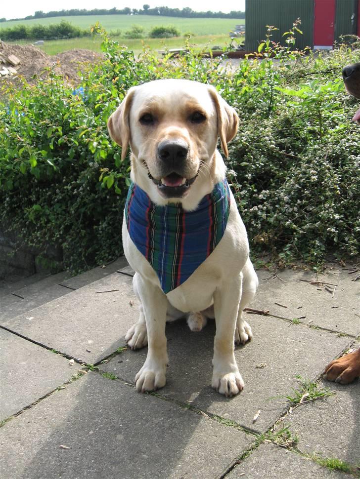Labrador retriever Max - så er vi klædt på til fest billede 1