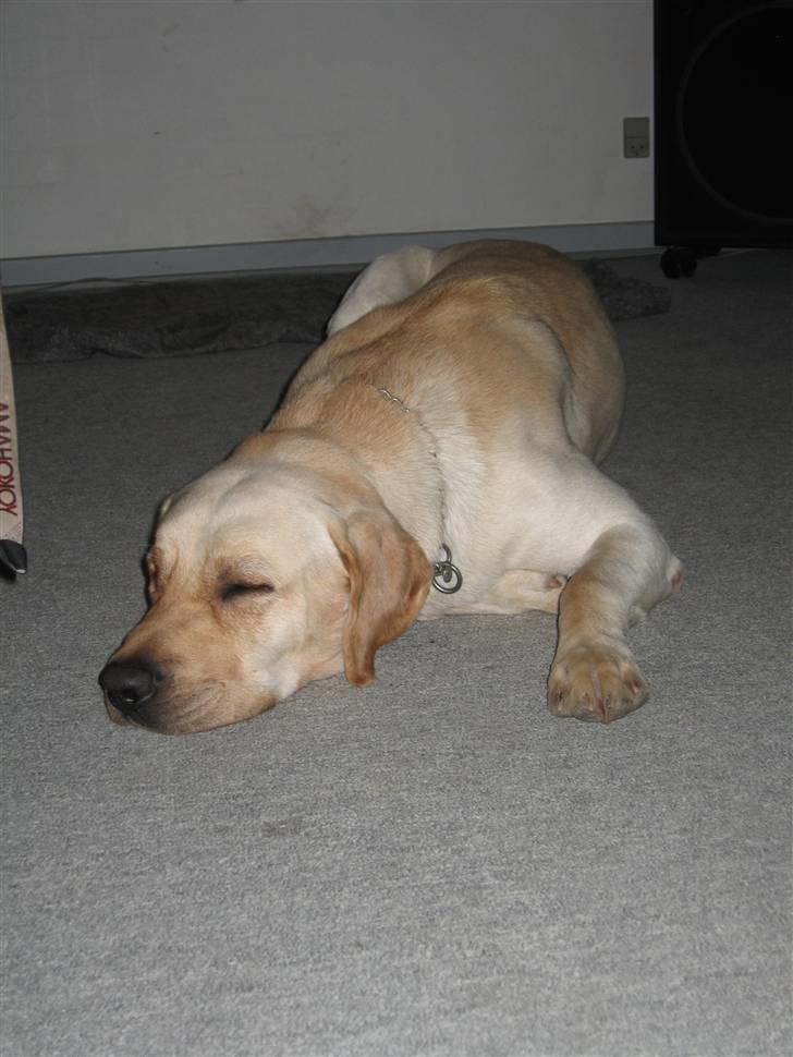 Labrador retriever Max - hmm en dejlig lille lur billede 2