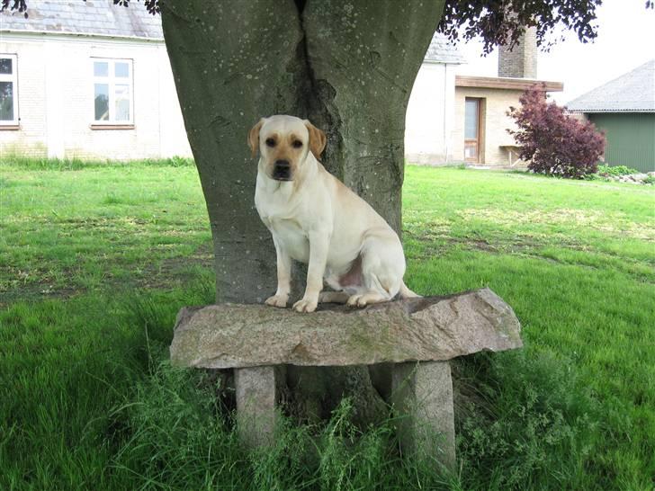 Labrador retriever Max - løvernes konge "herfra kan jeg se det hele" billede 3