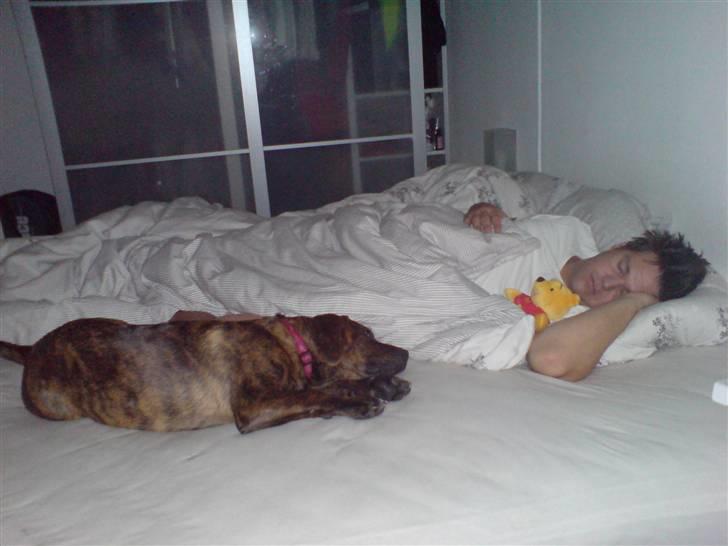 Blanding af racer Nala billede 15