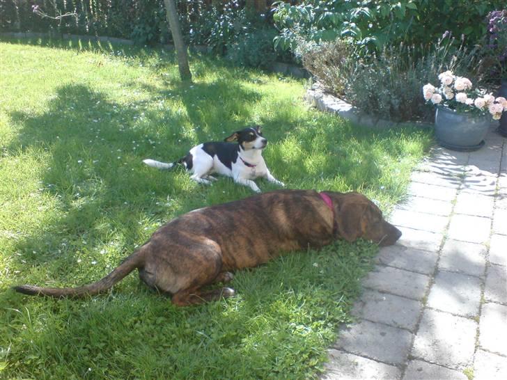 Blanding af racer Nala billede 16