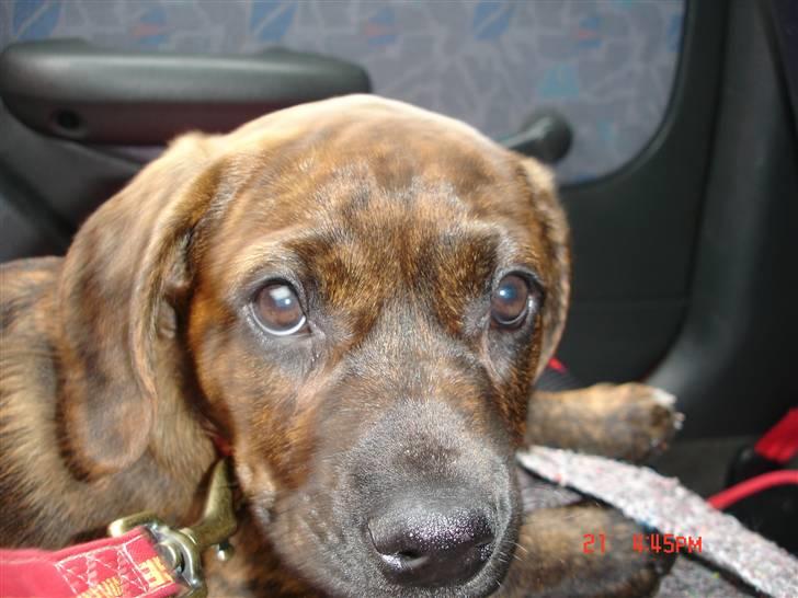 Blanding af racer Nala billede 17