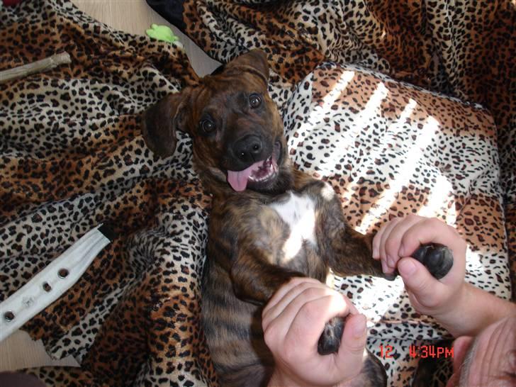 Blanding af racer Nala billede 18