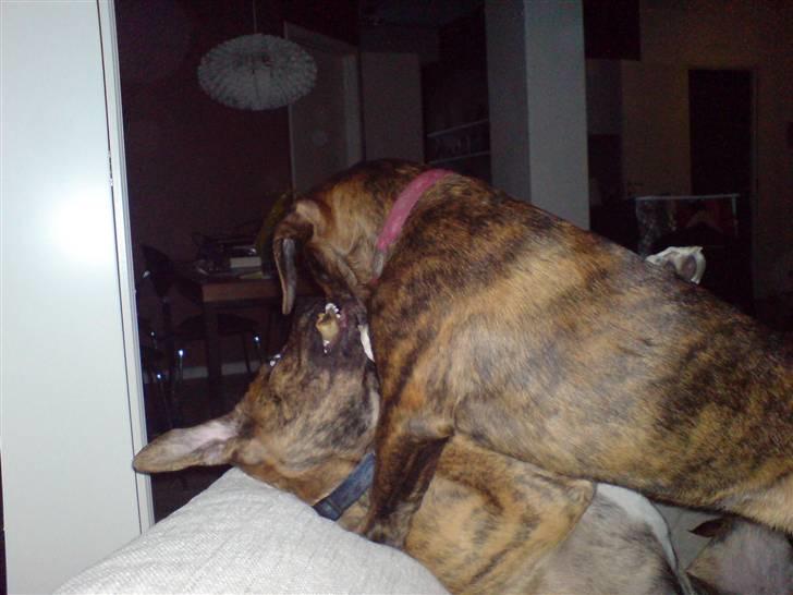 Blanding af racer Nala billede 19