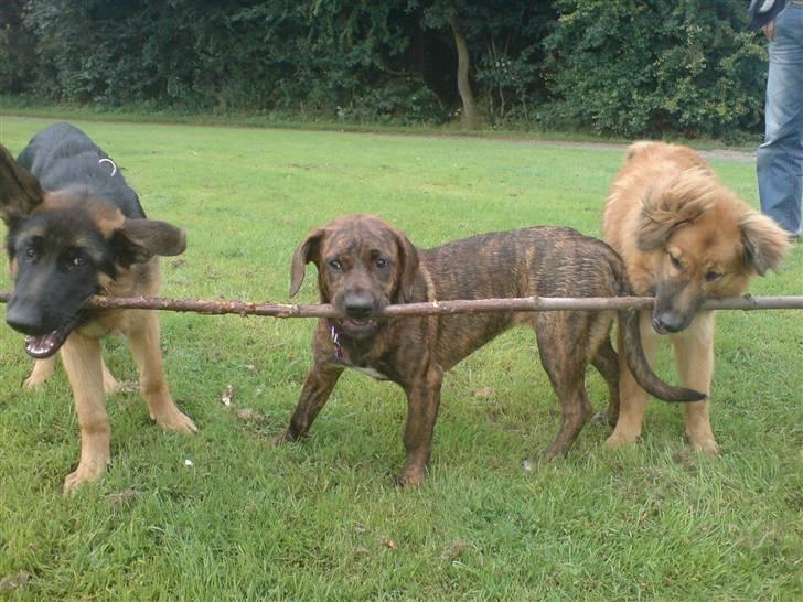 Blanding af racer Nala billede 20