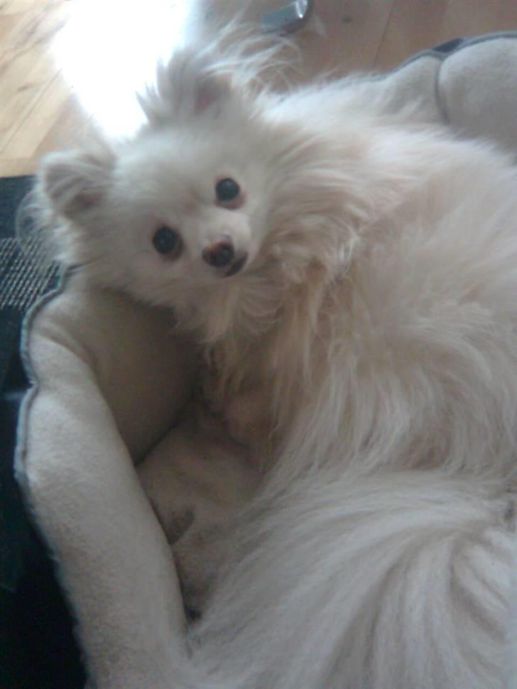 Pomeranian Coco - Han ELSKER kamera, bare han er i centrum.. hihi billede 2