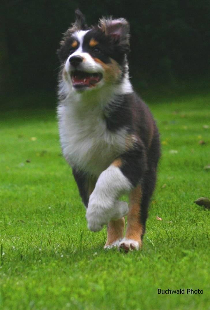 Australian shepherd Homer - Er flyttet :´-( - Yay... billede 16