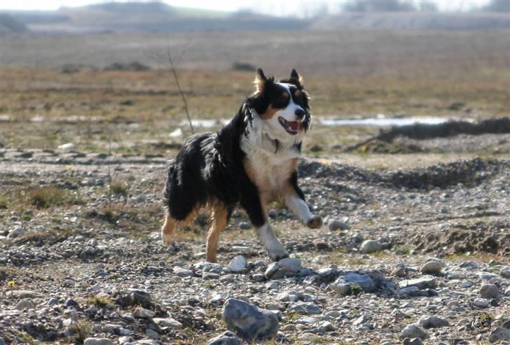 Australian shepherd Homer - Er flyttet :´-( billede 17