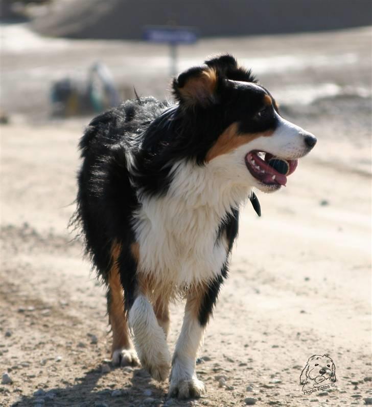 Australian shepherd Homer - Er flyttet :´-( billede 18