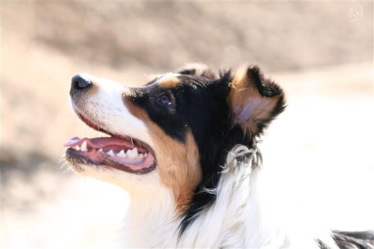 Australian shepherd Homer - Er flyttet :´-( - uuuh, hvad har du der?? billede 19