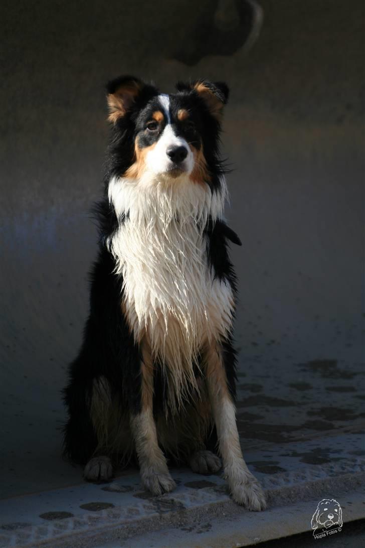 Australian shepherd Homer - Er flyttet :´-( - Smuksak.. billede 20