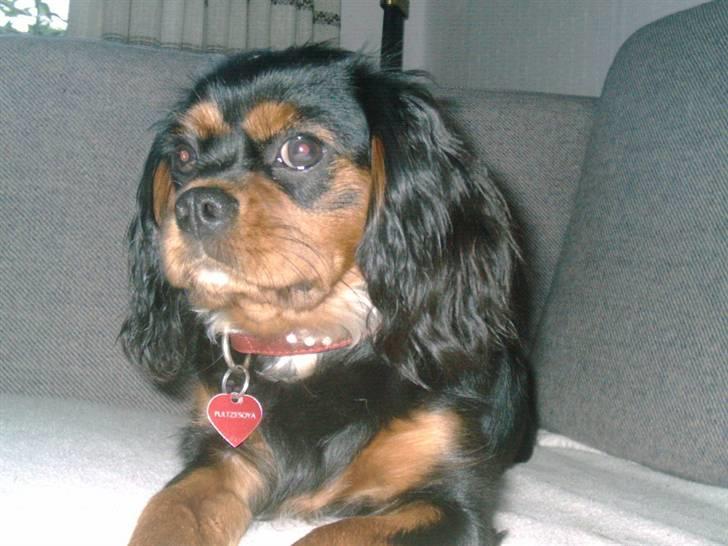 Cavalier king charles spaniel Pultz's Soya (Bailey) - Bare min dejlige "Bailey" billede 12