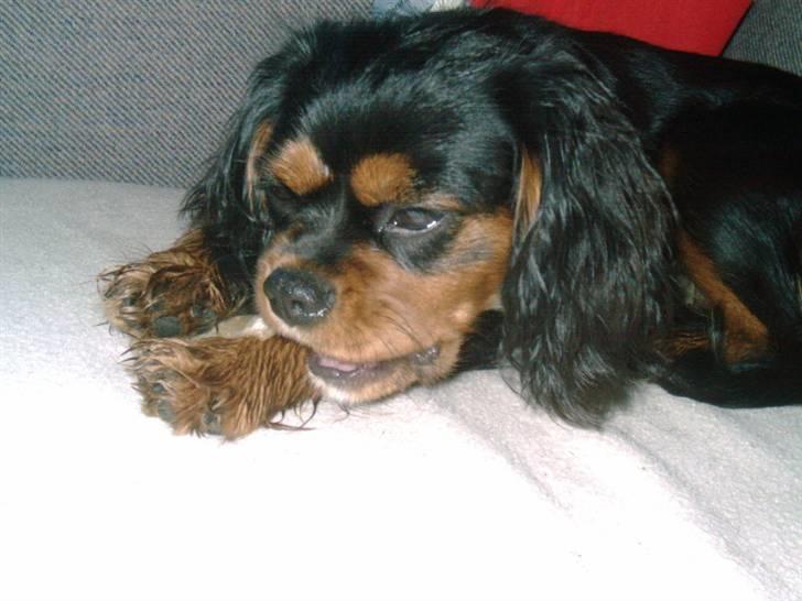 Cavalier king charles spaniel Pultz's Soya (Bailey) billede 13