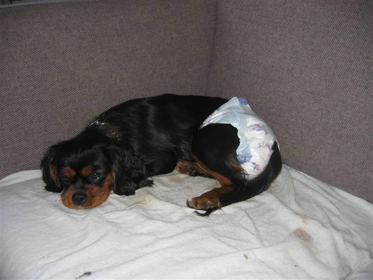 Cavalier king charles spaniel Pultz's Soya (Bailey) billede 14