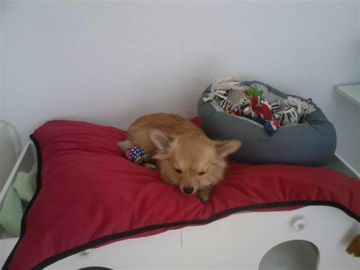 Chihuahua Nikki - Her ligger man godt:) billede 9