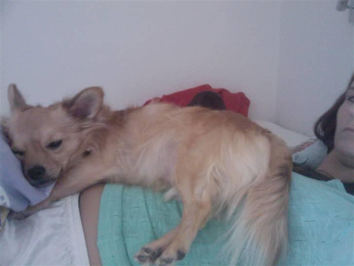 Chihuahua Nikki - Rigtig hygge billede 10