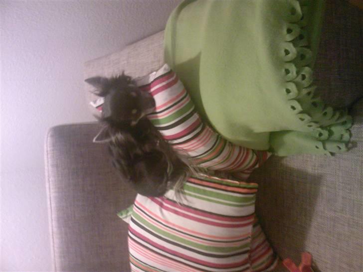 Chihuahua Casper - Casper november 2007 billede 12