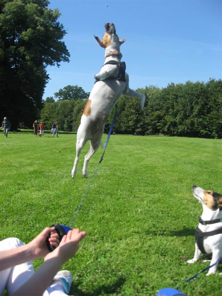 Dansk svensk gaardhund Taffi billede 1