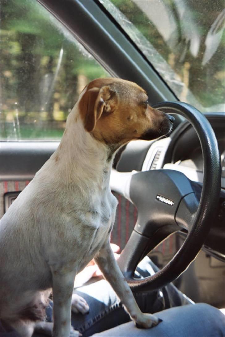 Dansk svensk gaardhund Taffi billede 2