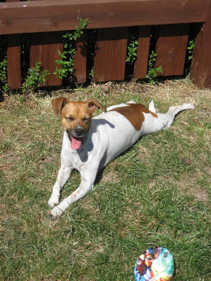 Dansk svensk gaardhund Taffi billede 3