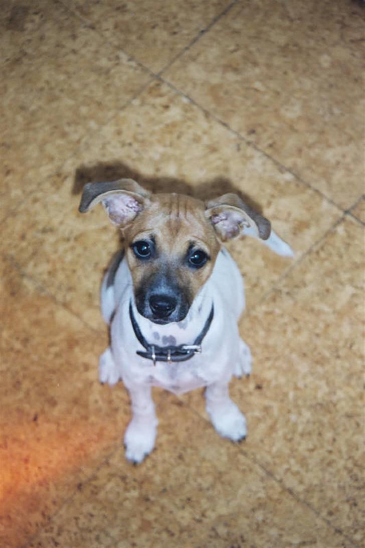 Dansk svensk gaardhund Taffi billede 4