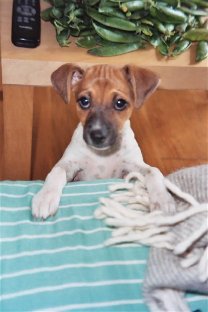 Dansk svensk gaardhund Taffi billede 5