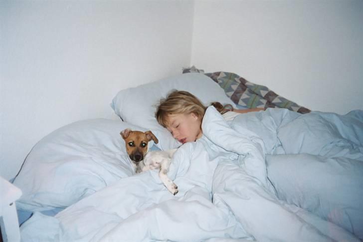 Dansk svensk gaardhund Taffi billede 6