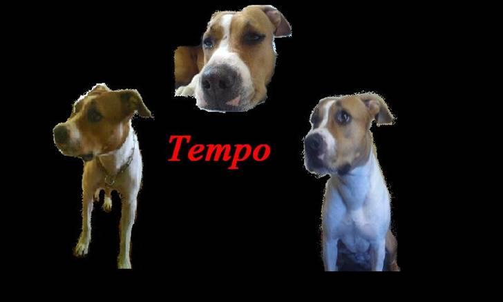 Amerikansk staffordshire terrier Tempo billede 1