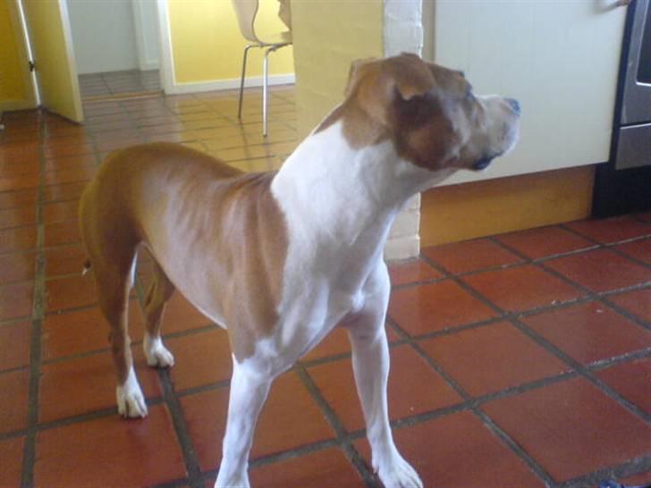 Amerikansk staffordshire terrier Tempo billede 2