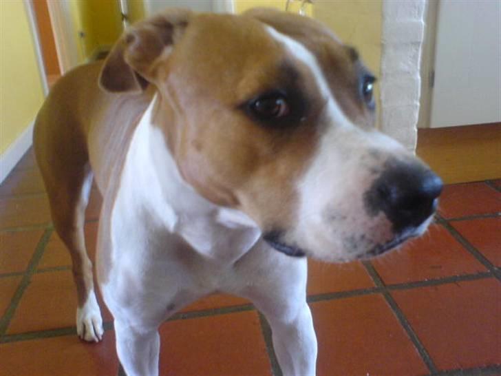 Amerikansk staffordshire terrier Tempo billede 3