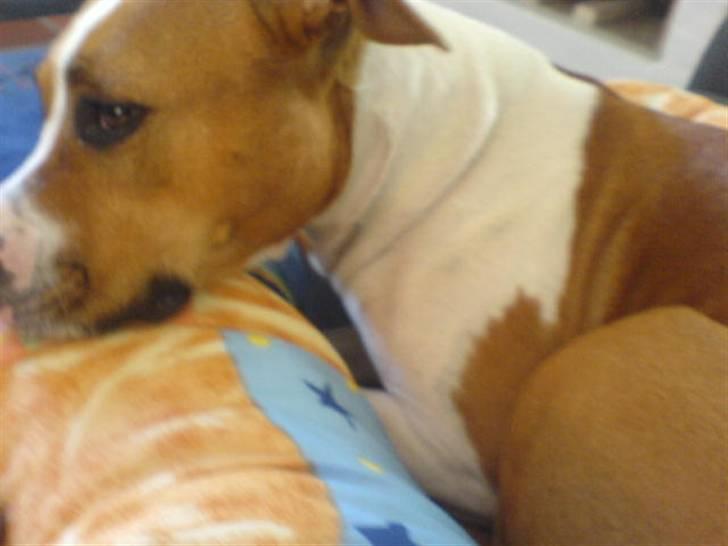 Amerikansk staffordshire terrier Tempo billede 4