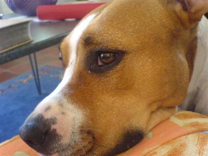 Amerikansk staffordshire terrier Tempo billede 5