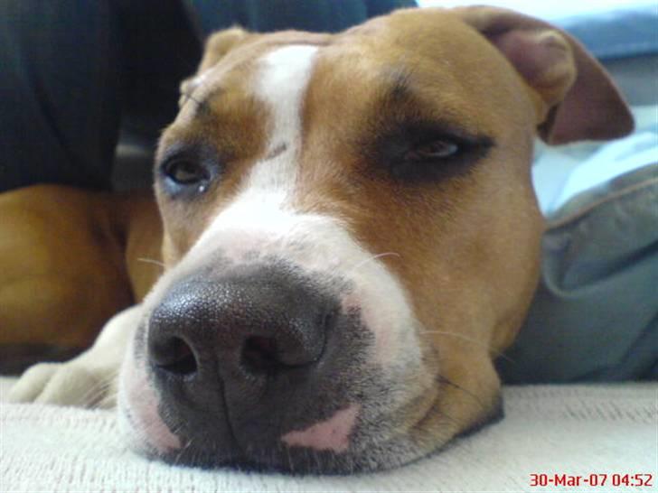 Amerikansk staffordshire terrier Tempo billede 6