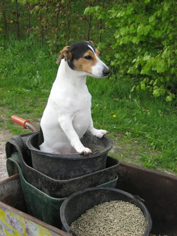 Jack russell terrier Frida - Så skal vi fodre heste billede 1