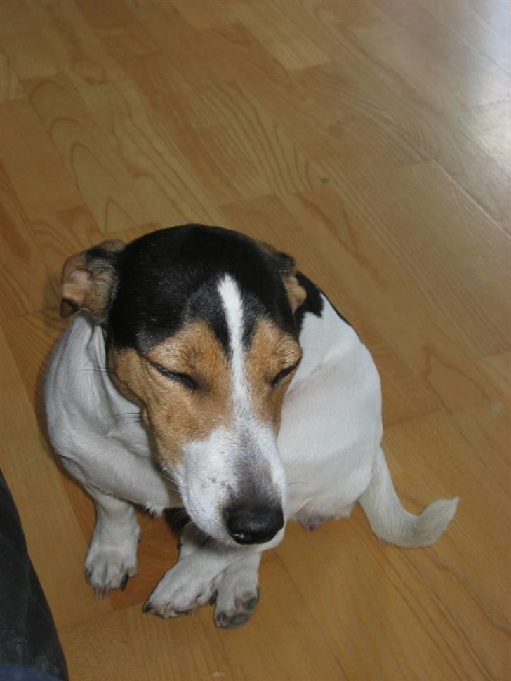 Jack russell terrier Frida - Øv, ikke flere griseører billede 2