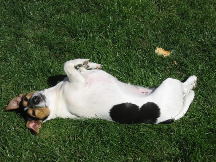 Jack russell terrier Frida - Er jeg ikke lækker billede 3